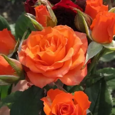 саженцы розы Алегрия