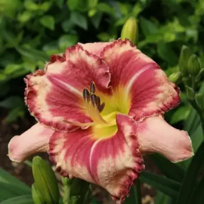 Лилейник АУТСТАНДИНГ гибридный в Самохваловичи