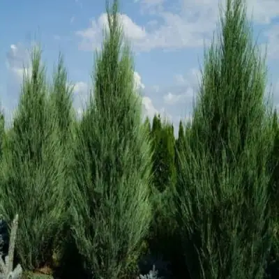 Можжевельник СКАЙРОКЕТ  скальный в Самохваловичи