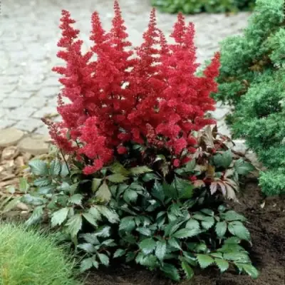 Астильба МОНТГОМЕРИ японская в Самохваловичи