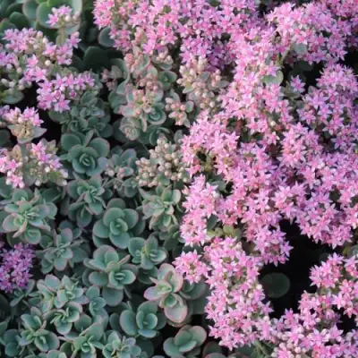 Очиток (седум) САНСПАРКЛЕР ЛАЙМ ЗИНГЕР в Самохваловичи