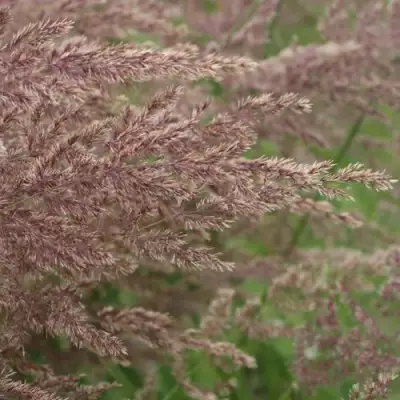 Вейник КАРЛ ФОРСТЕР остроцветковый в Самохваловичи