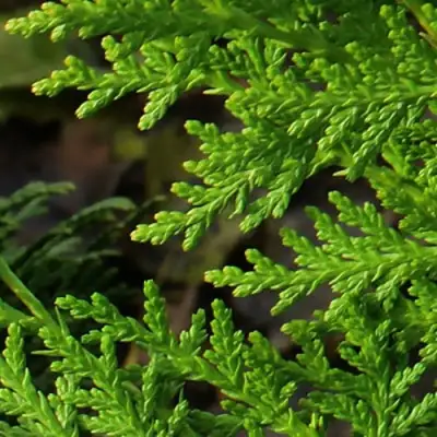 Туя восточная в Самохваловичи