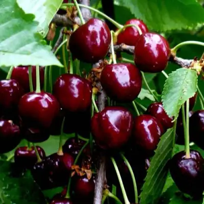 Черешня РЕВНА в Самохваловичи