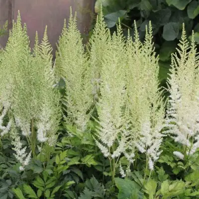 Астильба ДИАМАНТ Арендса в Самохваловичи