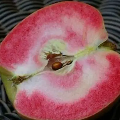 Яблоня ПИНК ПЕРЛ в Самохваловичи