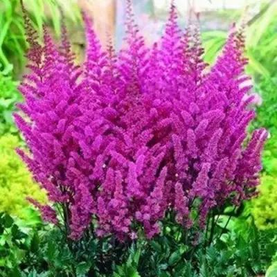 Астильба ПЕПЛ РЕЙН гибридная в Самохваловичи