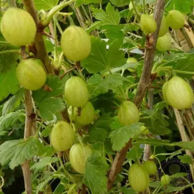 Крыжовник ИНВИКТА в Самохваловичи