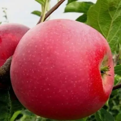 Яблоня АЙДАРЕД в Самохваловичи