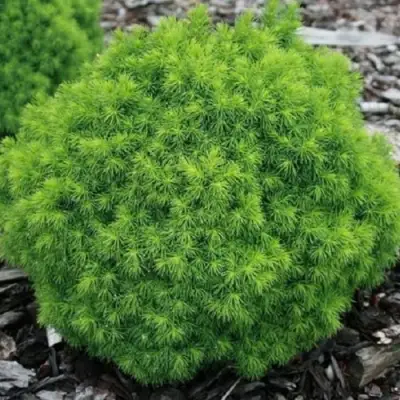 Ель АЛЬБЕРТА ГЛОБ сизая в Самохваловичи