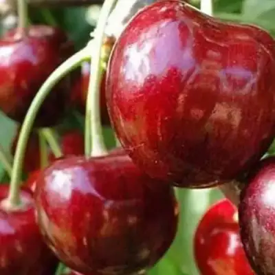 Черешня ВАСИЛИСА в Самохваловичи