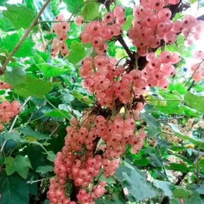 Смородина белая ПРЫГАЖУНЯ (РОЗОВАЯ) в Самохваловичи