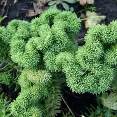 Очиток (седум) КРИСТАТУМ отогнутый в Самохваловичи