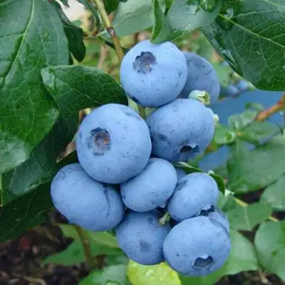 Голубика ТОРО в Самохваловичи