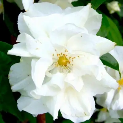 Жасмин РОЗАЦЕ в Самохваловичи