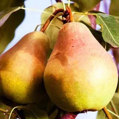 Груша СЛАДКАЯ ИЗ МЛИЕВА в Самохваловичи