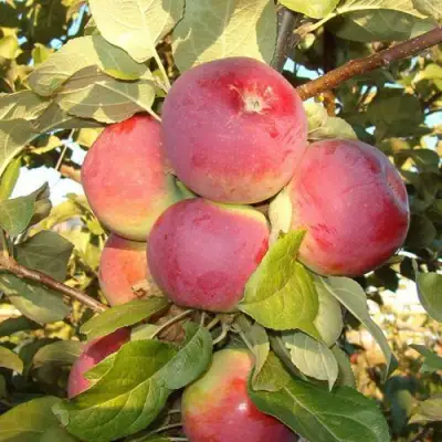 Яблоня ОРЛИК в Самохваловичи