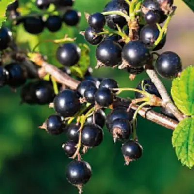 Смородина чёрная ЦЕРЕРА в Самохваловичи