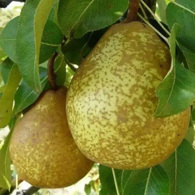 Груша ГЕНЕРАЛ ЛЕКЛЕРК в Самохваловичи