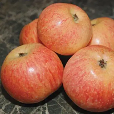 Яблоня КОНФЕТНОЕ в Самохваловичи