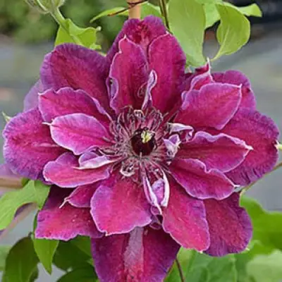 Клематис МАЙ БЬЮТИ в Самохваловичи