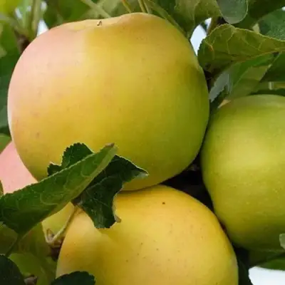 Яблоня БАНАНОВОЕ в Самохваловичи