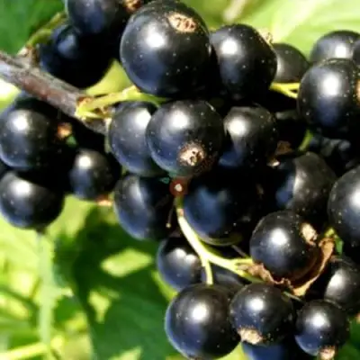 Смородина чёрная ДЕЛИКАТЕСНАЯ в Самохваловичи