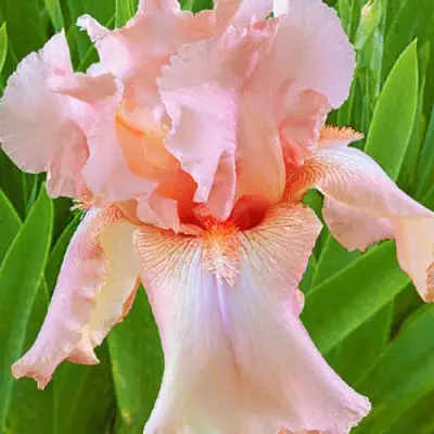 Ирис ПАТИ ДРЕСС бородатый в Самохваловичи