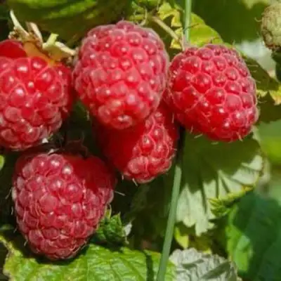 Малина ПРИМАРА в Самохваловичи