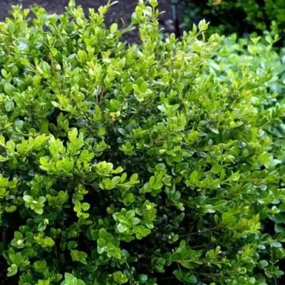 Самшит ФОЛКНЕР в Самохваловичи