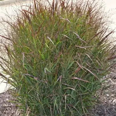 Просо ШЕНАНДО прутьевидное в Самохваловичи