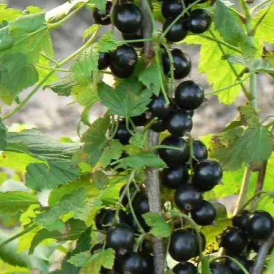 Смородина чёрная ДАБРАДЗЕЯ в Самохваловичи