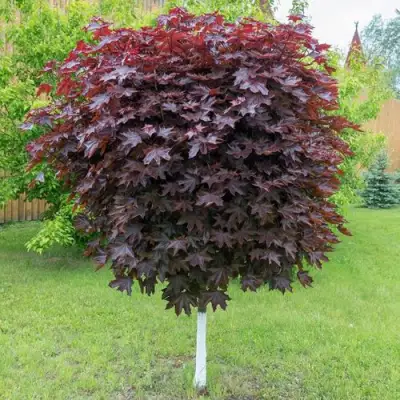 Клен красный в Самохваловичи