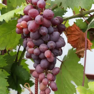 Виноград КИШМИШ ЗАПОРОЖСКИЙ в Самохваловичи