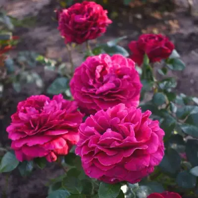 Роза БЕЛЬВЬЮ чайно-гибридная в Самохваловичи