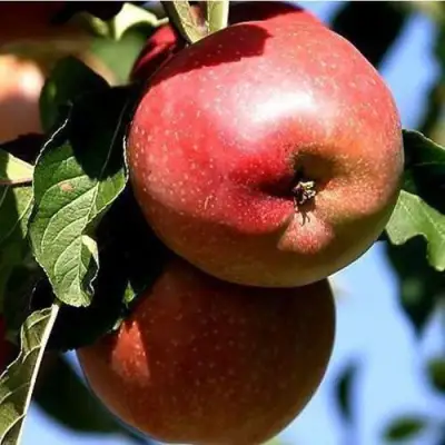 Яблоня АНТЕЙ КИЕВСКИЙ колонновидная в Самохваловичи