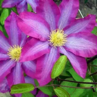 Клематис КАКИО в Самохваловичи