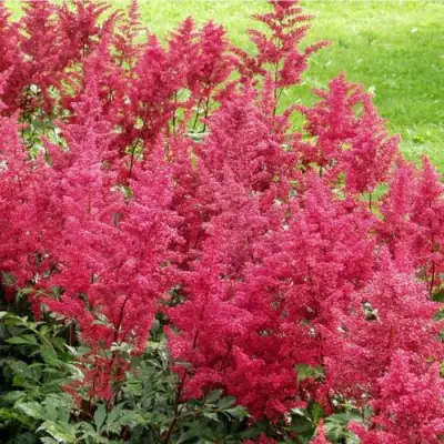 Астильба СКАЙСКРЕЙПЕР китайская в Самохваловичи