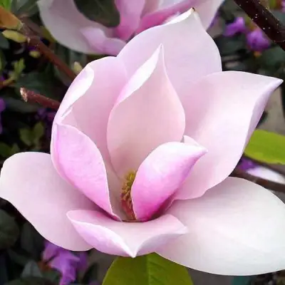 Магнолия АЛЕКСАНДРИНА  в Самохваловичи