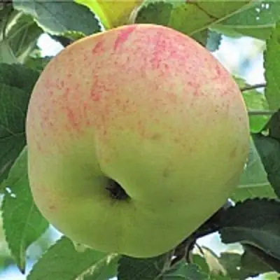 Яблоня ЛЕТНЕЕ СЛАДКОЕ в Самохваловичи