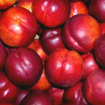 Нектарин МЕДВЕДЕВСКИЙ в Самохваловичи