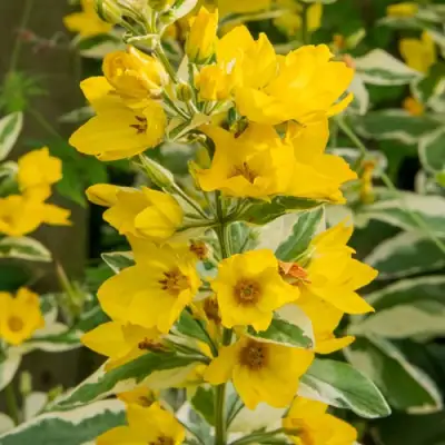 Вербейник АЛЕКСАНДР точечный в Самохваловичи