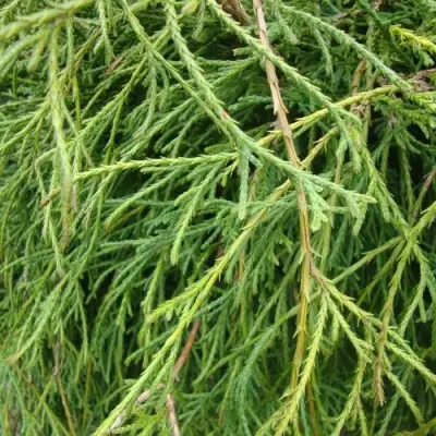 Кипарисовик ФИЛИФЕРА НАНА горохоплодный  в Самохваловичи