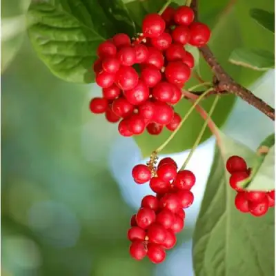 Лимонник ДЕБЮТ китайский в Самохваловичи