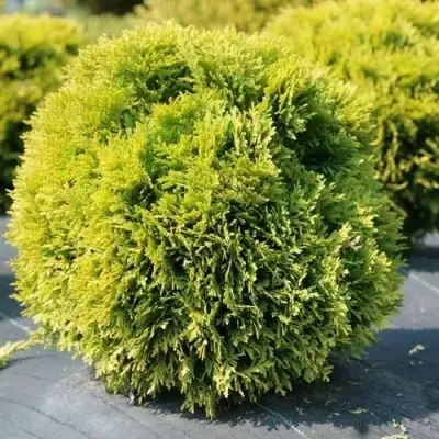 Туя ДАВИД западная в Самохваловичи