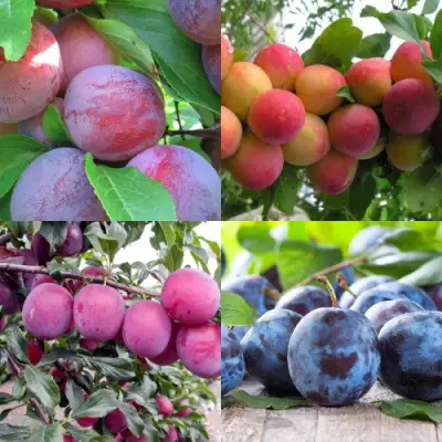 Комплект СЛИВОВЫЙ САД в Самохваловичи