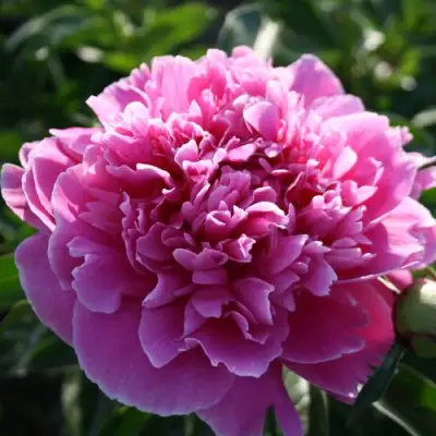 Пион ГОЛУБАЯ ХРИЗАНТЕМА травянистый в Самохваловичи