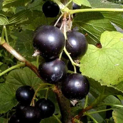 Смородина чёрная БИНАР в Самохваловичи