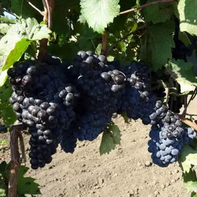 Виноград ДЕНИСОВСКИЙ в Самохваловичи