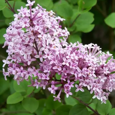 Сирень ПАЛИБИН  в Самохваловичи